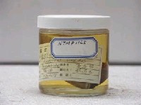 藏品(梭地豆娘魚)的圖片